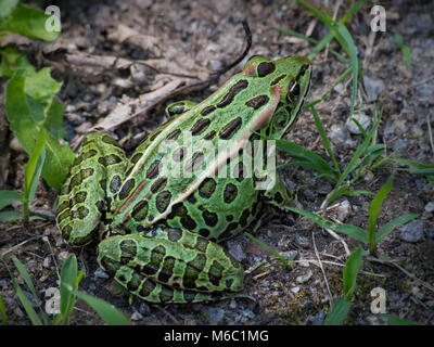 Anfibio Foto Stock