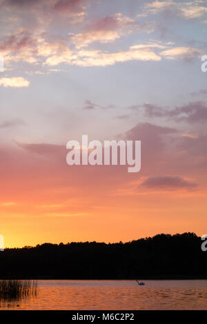 In Swan il bellissimo tramonto sul lago Foto Stock