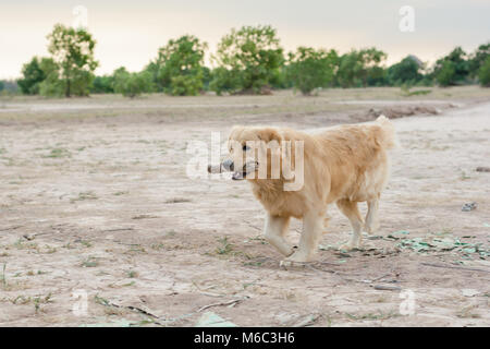 Il golden retriever giocare all'aperto con bastone di legno Foto Stock