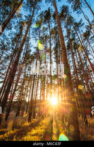 Bel tramonto tra alti dritti di alberi di pino della foresta Foto Stock