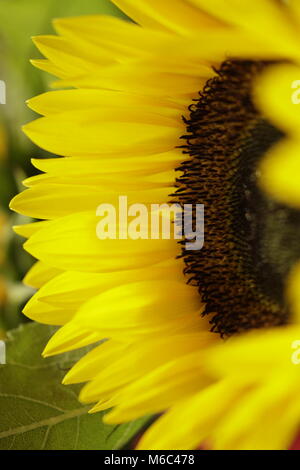 Girasole Dal lato Foto Stock