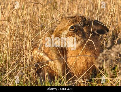Unione lepre (Lepus europaeus) nascosti tra l'erba. Prese a Elmley Riserva Naturale, Kent, Regno Unito. Foto Stock