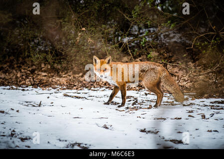 Red Fox in cerca di cibo nella neve su un sentiero di bosco in country park Foto Stock