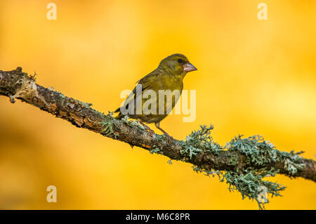Verdone (carduelis chloris) arroccato in una succursale Foto Stock