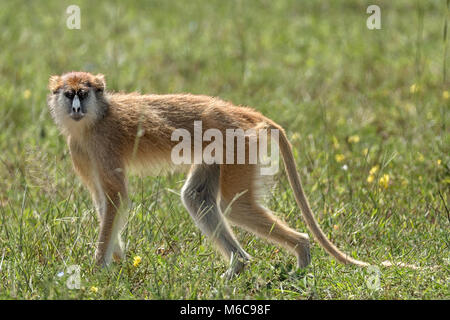 Patas monkey (Erythrocebus patas), noto anche come il wadi scimmia o ussaro monkey 'Murchison Cascate del Parco Nazionale", Uganda, Africa Foto Stock