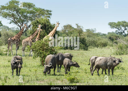 La Rothschild giraffe (Giraffa camelopardalis rothschildi) bufalo africano o bufalo del capo (Syncerus caffer) 'Murchison Cascate del Parco Nazionale", Uganda, Foto Stock