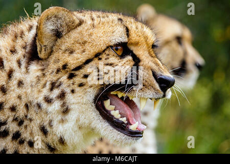 Close up colpo alla testa di ghepardo ululano con secondo uno in background Foto Stock