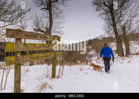 Un dog walker a bricchi di legno Gight vicino Methlick, Aberdeenshire, Scozia Foto Stock