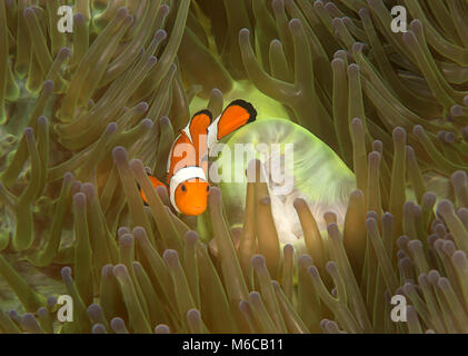 Ocellaris clownfish ( Aphiprion ocellaris ) o false clown anemonefish shelter stesso tra i tentacoli velenosi di una magnifica Heteractis Foto Stock