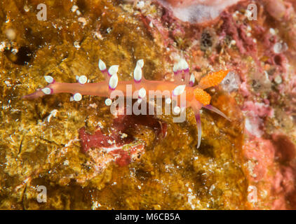 Tanto desiderata flabellina o desiderabile flabellina ( Flabellina exoptata ) strisciando sulla barriera corallina di Bali, Indonesia Foto Stock