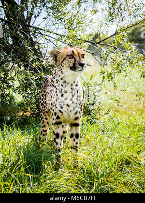 Cheetah indipendente alto in erba con sfondo ad albero Foto Stock