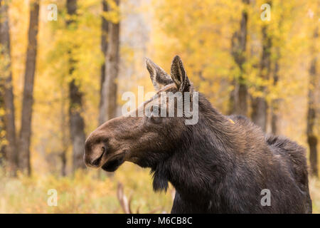 Mucca alci in autunno Foto Stock