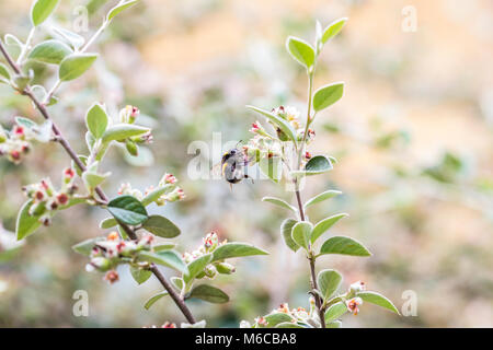 Bumblebee su Cotoneaster franchetii Foto Stock