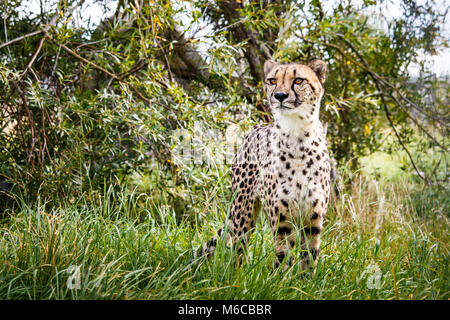 Cheetah indipendente alto in erba con sfondo ad albero Foto Stock