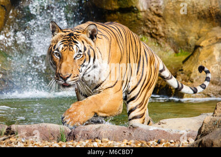 Tiger: la malese schizzi e uscire dalla piscina con cascata in background Foto Stock