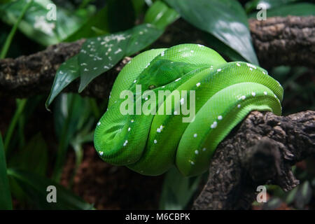 Green Tree python (Morelia viridis) in appoggio sul ramo di albero Foto Stock