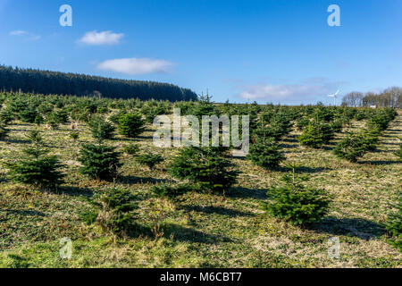 I giovani pini essendo cresciuto dalla commissione forrestry vicino a Holme Styes serbatoio, Leeds, West Yorkshire. Foto Stock