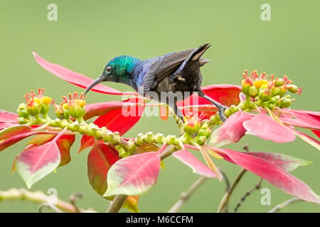 Sunbird femmina con ciotola di scarlatto, aka Sunbird rosso-ciotola di scarlatto & Sunbird di malachite con ciotola di scarlatto, arroccato su poinsettias, Parco Nazionale della Regina Elisabetta, Uganda Foto Stock