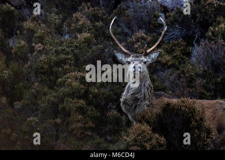 Red Deer stag, Applecross, Scozia Foto Stock