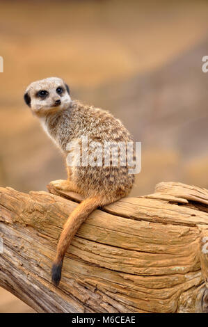 Meerkat (Suricata suricatta) seduto su un vecchio moncone di legno come un punto di osservazione/entrata Foto Stock