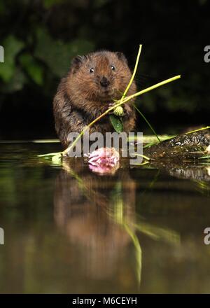 Un bel primo piano di acqua vole (Arvicola anfibio) di fronte alla macchina fotografica e tenendo il cibo mentre si è seduti. Preso nel Regno Unito che mangia una certa flora e trifoglio. Foto Stock