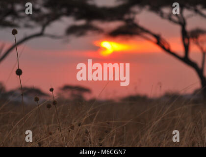 Tramonto africano che silhouette alberi e nuvole con savana. Erba in primo piano. Catturato nel Serengeti, Tanzania. Foto Stock