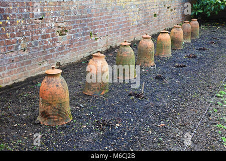 Una linea di terracotta forcers rabarbaro in un inglese winter garden - Giovanni Gollop Foto Stock