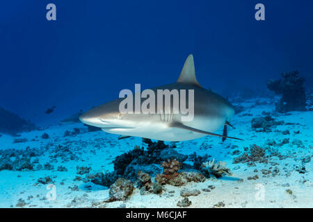 Grey Reef shark (Carcharhinus amblyrhynchos) nuota su fondo sabbioso, Oceano Pacifico, Polinesia Francese Foto Stock