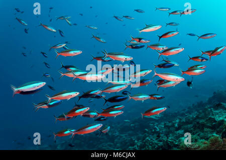 Sciame Neon fusiliers (Pterocaesio tile), pacifico, Polinesia Francese Foto Stock