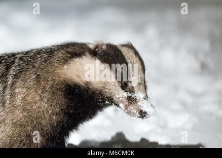 Badger rovistando in inverno la neve Foto Stock