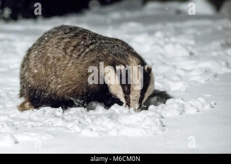 Badger rovistando in inverno la neve Foto Stock