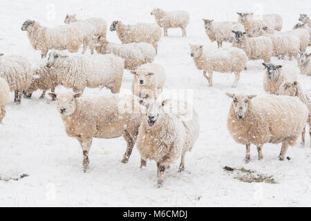 Pecore in snow - Scozia, Regno Unito Foto Stock