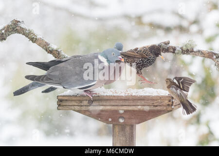 Nel Regno Unito gli uccelli del giardino sul giardino occupato nella tabella degli uccelli in inverno Foto Stock