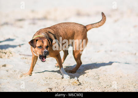 Un cane che abbaia a un piccolo granchio di mare sulla spiaggia Foto Stock