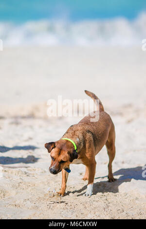 Un cane che abbaia a un piccolo granchio di mare sulla spiaggia Foto Stock