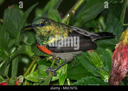 Northern Double-Collared Sunbird, (Cinnyris reichenowi) Kimbale Uganda Africa Foto Stock