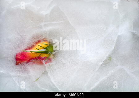 Concetto di giallo e rosa rossa e foglie congelate in uno spesso strato di ghiaccio Foto Stock