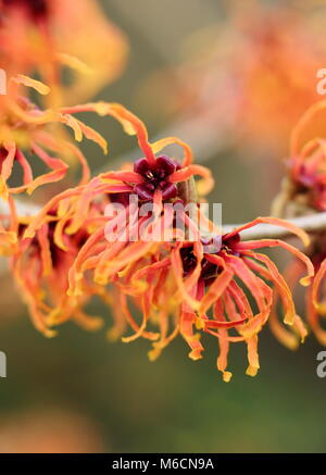 Hamamelis 'Jelena' strega nocciola. Fiori di ragno di inverno in fiore HAMAMELIS X INTERMEDIA JELENA' nel mese di gennaio. REGNO UNITO Foto Stock