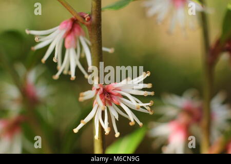 Fragranti fiori invernali di Sarcococca hookeriana var. digyna "viola" dello stelo, scatola di dolci che fiorisce in un giardino in gennaio, REGNO UNITO Foto Stock