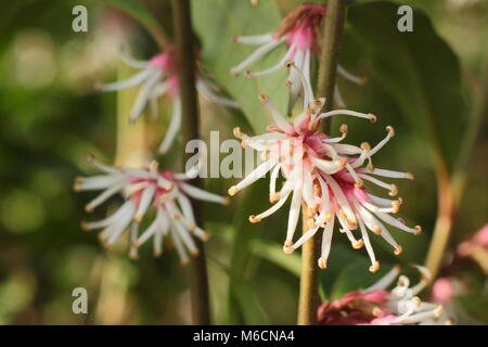 Fragranti fiori invernali di Sarcococca hookeriana var. digyna "viola" dello stelo, scatola di dolci che fiorisce in un giardino in gennaio, REGNO UNITO Foto Stock