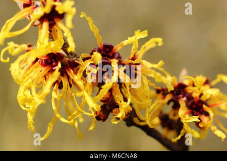 Spidery fiori di fioritura invernale HAMAMELIS X INTERMEDIA "AURORA" amamelide, fioritura in gennaio, un arbusto, REGNO UNITO Foto Stock