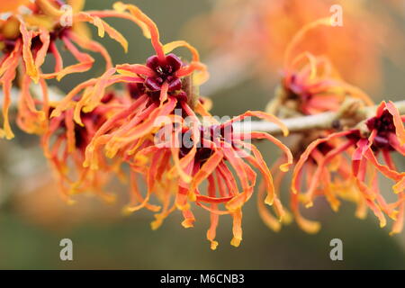 Hamamelis 'Jelena' strega nocciola. Fiori di ragno di inverno in fiore HAMAMELIS X INTERMEDIA JELENA' nel mese di gennaio. REGNO UNITO Foto Stock