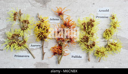 Hamamelis x intermedia . Amamelide. L-R: primavera, .AURORA, JELENA, pallida, Arnold promessa Foto Stock