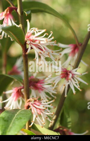 Fragranti fiori invernali di Sarcococca hookeriana var. digyna "viola" dello stelo, scatola di dolci che fiorisce in un giardino in gennaio, REGNO UNITO Foto Stock