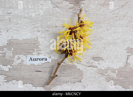 Spidery fiori di fioritura invernale HAMAMELIS X INTERMEDIA "AURORA" amamelide, fioritura in gennaio, un arbusto, REGNO UNITO Foto Stock