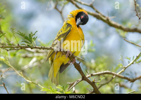 Village weaver (Ploceus cucullatus), Aka spotted-backed o tessitore Tessitore a testa nera (non è lo stesso come P. melanocephalus) , Queen Elizabeth National Park, Foto Stock