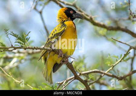 Village weaver (Ploceus cucullatus), Aka spotted-backed o tessitore Tessitore a testa nera (non è lo stesso come P. melanocephalus) , Queen Elizabeth National Park, Foto Stock