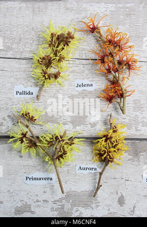 Strega noccioleti. L-R:Hamamelis intermedia (anche mollis) pallida, Hamamelis intermedia JELENA, Hamamelis intermedia PRIMAVERA, Hamamelis intermedia AURORA Foto Stock