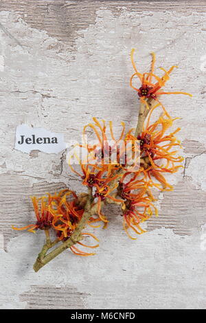 Spidery fiori di fioritura invernale HAMAMELIS X INTERMEDIA JELENA' amamelide, fioritura in gennaio, un arbusto, REGNO UNITO Foto Stock