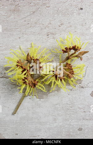 Strega nocciola 'Primavera'. Fioriture ragnali di Hamamelis x intermedia 'Primavera 'witch hazel, un arbusto invernale fiorito, Regno Unito. Foto Stock